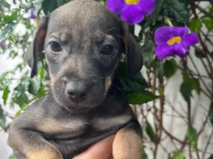 Cachorro raça SRD  idade Abaixo de 2 meses nome Sem Nome