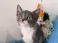 BOOBY