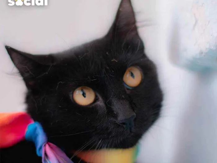 Gato ra a SRD idade 1 ano nome Nicole