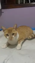Gato raça SRD  idade 1 ano nome Lello