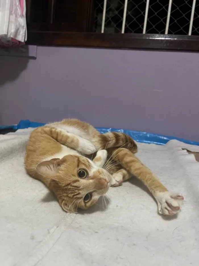 Gato raça SRD  idade 1 ano nome Lello