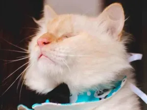 Gato raça SRD idade 7 a 11 meses nome GUERREIRO