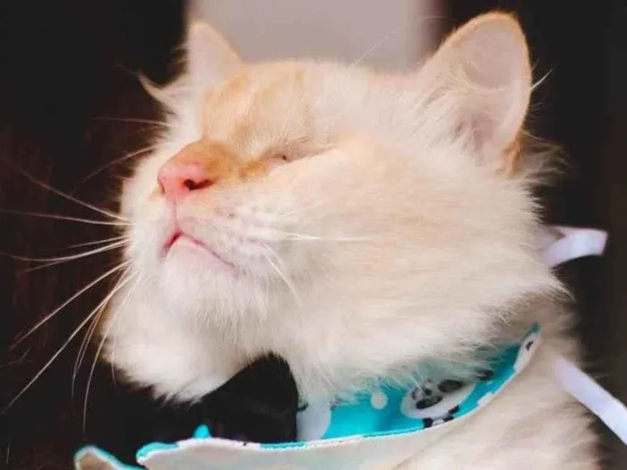Gato ra a SRD idade 7 a 11 meses nome GUERREIRO