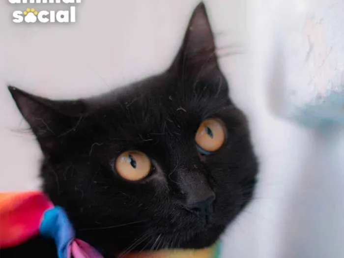 Gato ra a SRD idade 1 ano nome Nicole