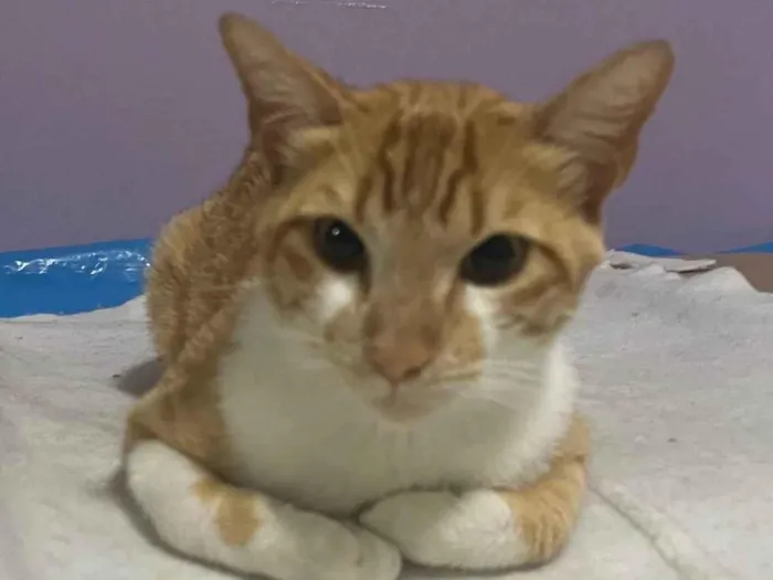 Gato raça SRD  idade 1 ano nome Lello