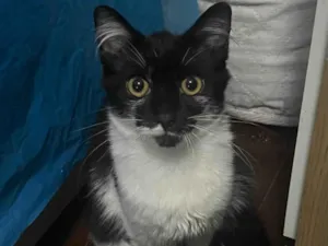 Gato raça SRD idade 2 a 6 meses nome Baby