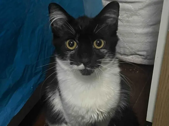 Gato raça SRD idade 2 a 6 meses nome Baby