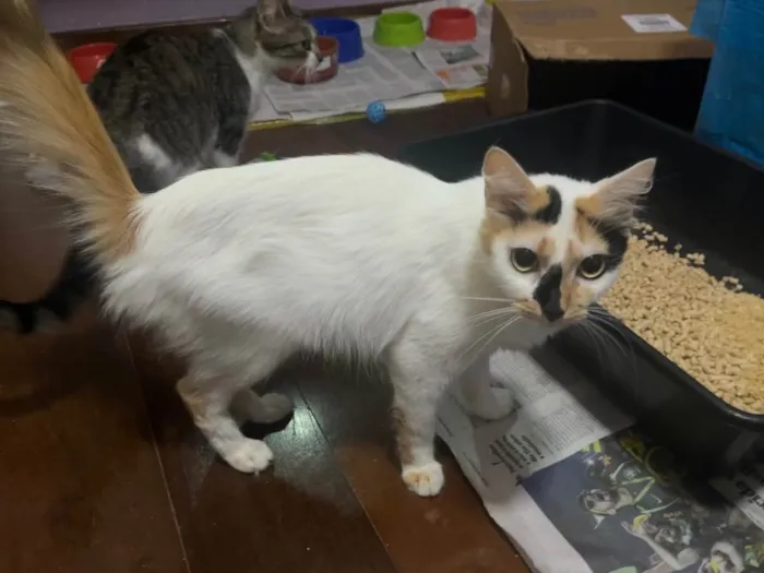 Gato raça SRD idade 7 a 11 meses nome Melanie