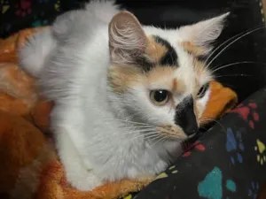 Gato raça SRD idade 7 a 11 meses nome Melanie