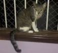 Gato raça SRD idade 7 a 11 meses nome Aurora