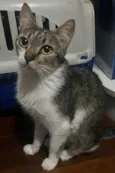 Gato raça SRD idade 7 a 11 meses nome Aurora