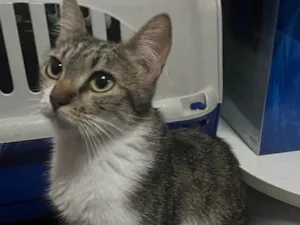 Gato raça SRD idade 7 a 11 meses nome Aurora