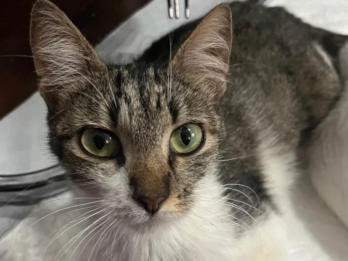 Gato raça SRD idade 7 a 11 meses nome Aurora