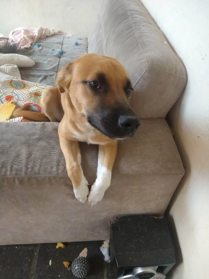 Cachorro ra a Vira lata idade 7 a 11 meses nome Radija 