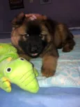 Cachorro raça Mix de chow chow idade 2 a 6 meses nome Ônix 
