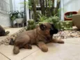 Cachorro raça Mix de chow chow idade 2 a 6 meses nome Ônix 