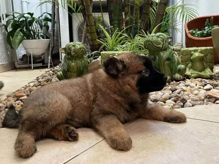 Cachorro raça Mix de chow chow idade 2 a 6 meses nome Ônix 