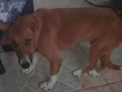 Cachorro raça Sem raça definida  idade 6 ou mais anos nome Marron