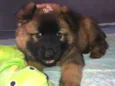 Cachorro raça Mix de chow chow idade 2 a 6 meses nome Ônix 