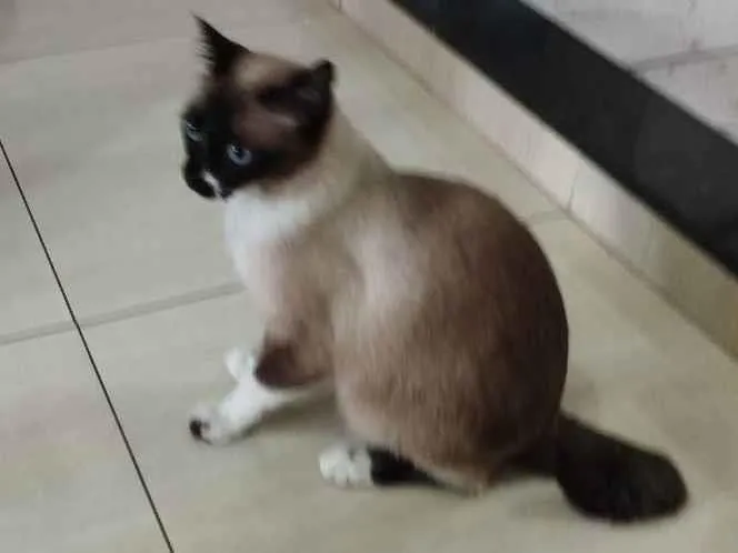 Gato ra a Sem raça definida idade 2 anos nome Charlotte 