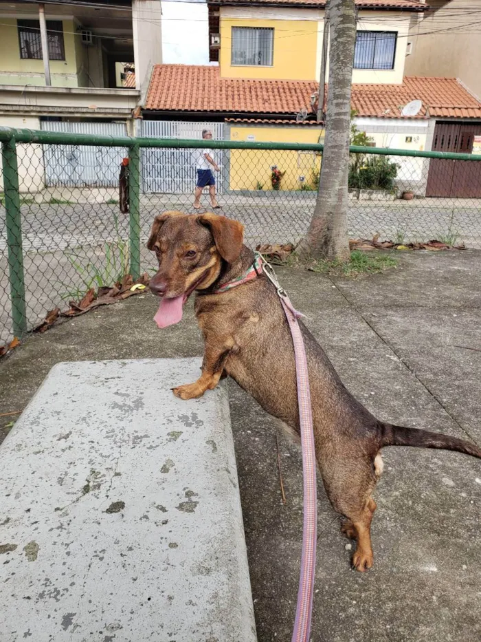 Cachorro ra a Rnd idade 2 anos nome Tangerina 