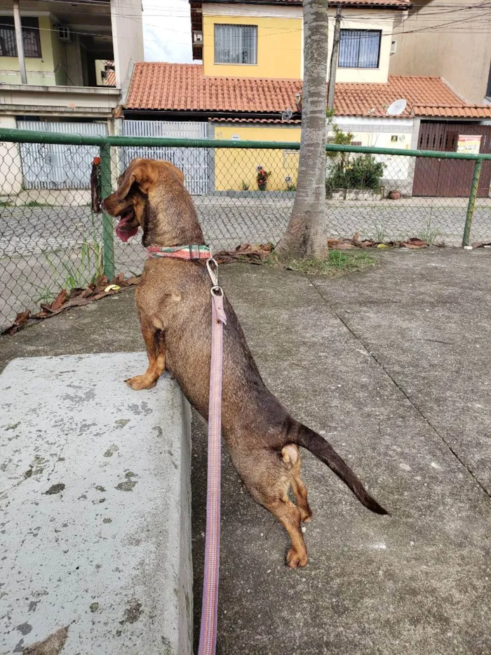 Cachorro ra a Rnd idade 2 anos nome Tangerina 