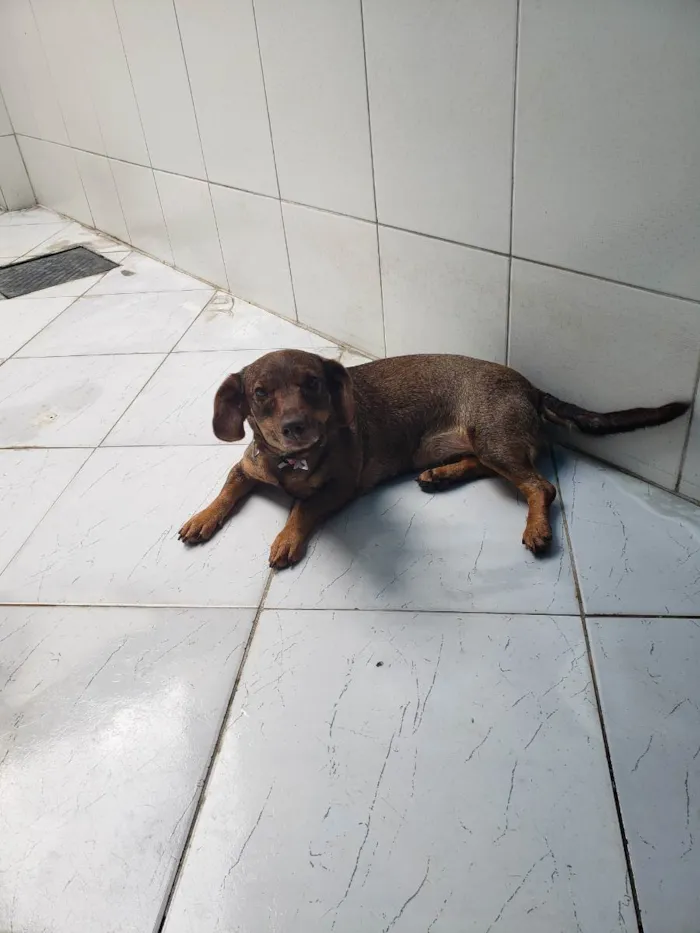 Cachorro ra a Rnd idade 2 anos nome Tangerina 