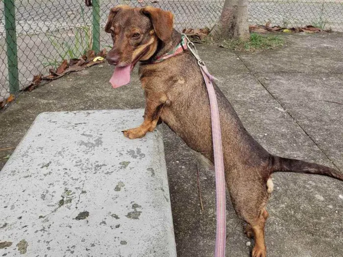 Cachorro ra a Rnd idade 2 anos nome Tangerina 