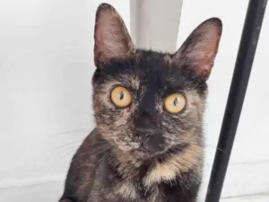 Gato raça SRD idade 1 ano nome BISCUIT CASTRADA