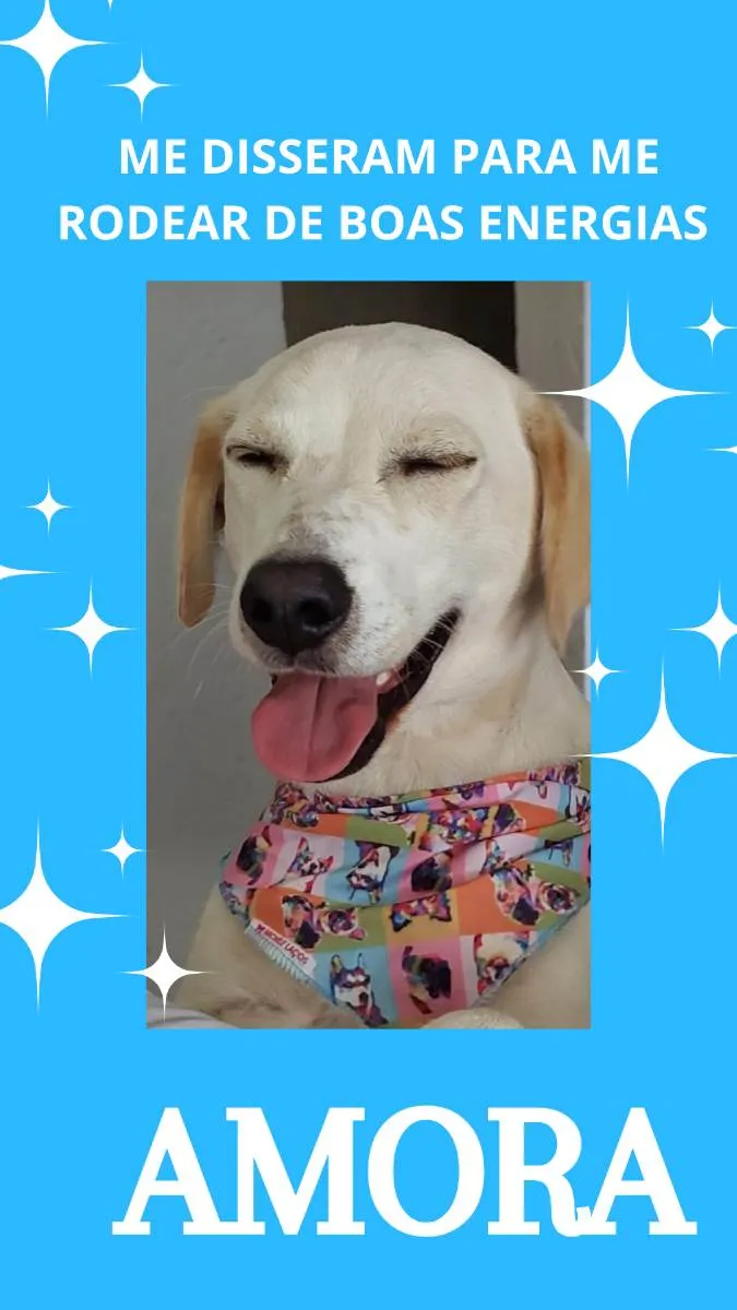 Cachorro ra a cruza com labrador idade 1 ano nome Amora