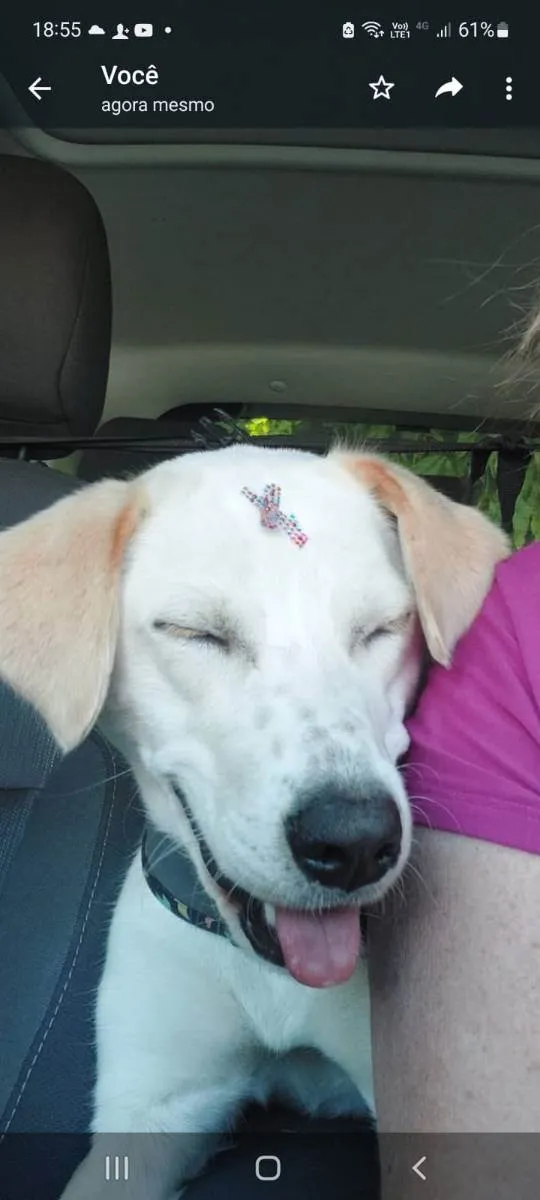 Cachorro ra a cruza com labrador idade 1 ano nome Amora