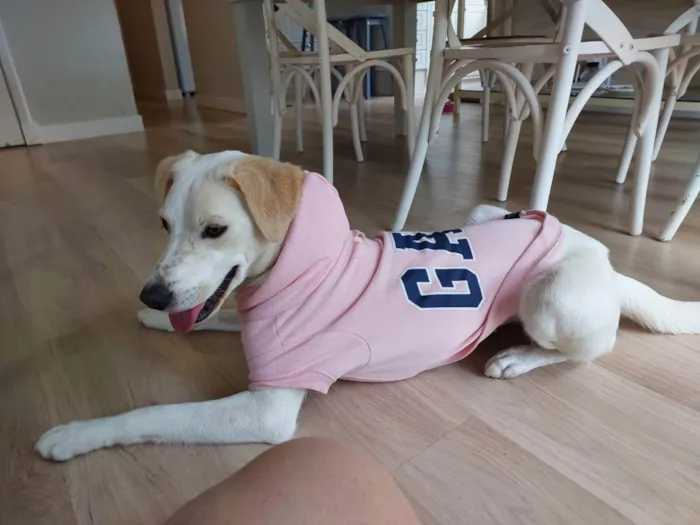 Cachorro ra a cruza com labrador idade 1 ano nome Amora