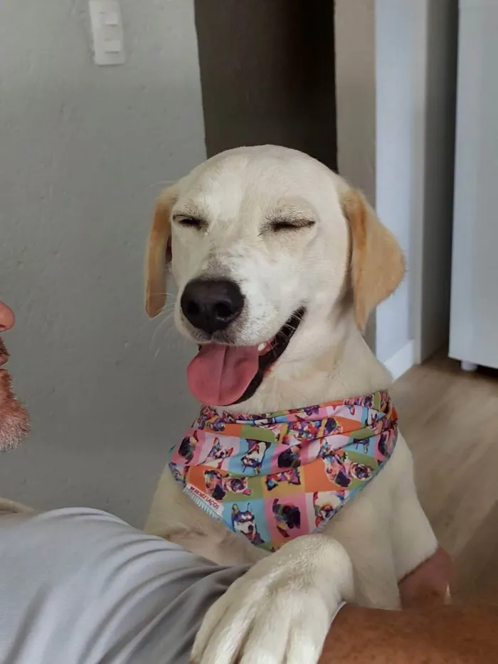 Cachorro ra a cruza com labrador idade 1 ano nome Amora