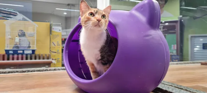 Gato raça SRD idade 4 anos nome MAGRELA