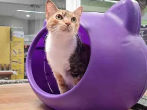 Gato raça SRD idade 4 anos nome MAGRELA