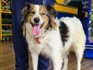 Cachorro raça SRD-ViraLata idade 4 anos nome TOM