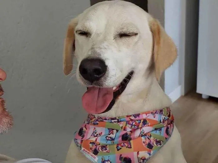 Cachorro ra a cruza com labrador idade 1 ano nome Amora