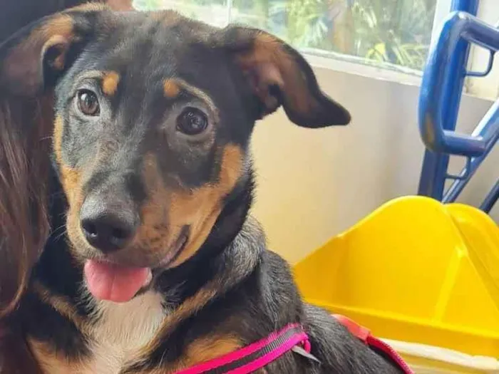 Cachorro raça SRD idade 7 a 11 meses nome RUBI