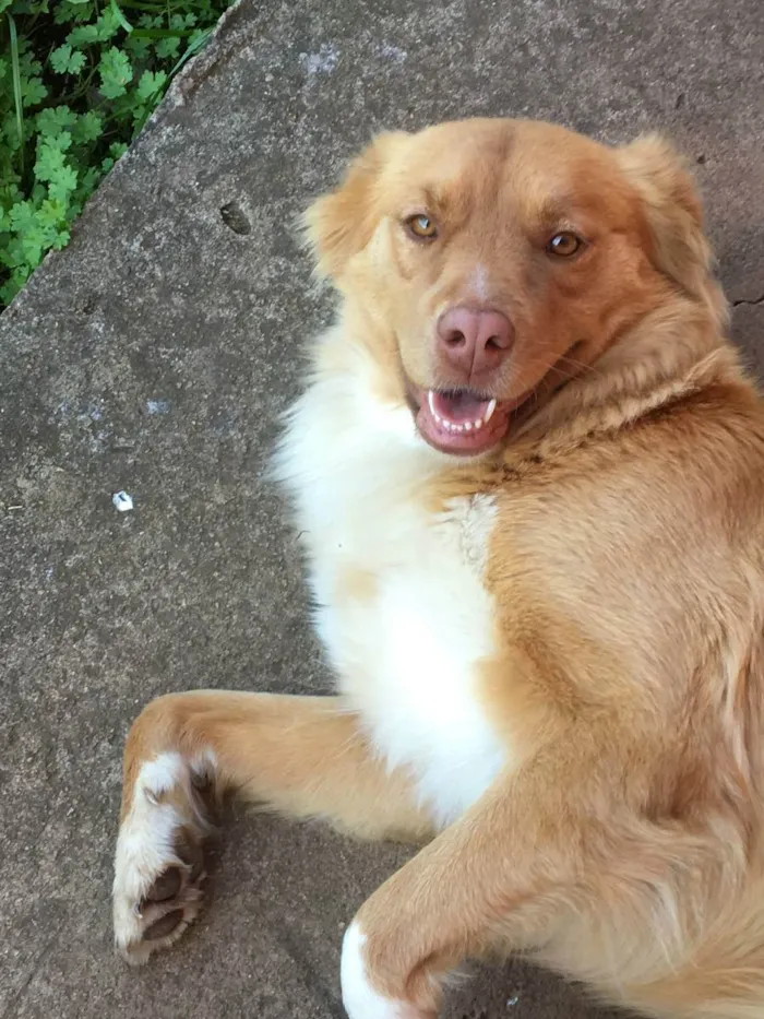 Cachorro raça Border Collie / Golden idade 2 anos nome Quiara e Allie