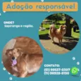 Quiara e Allie