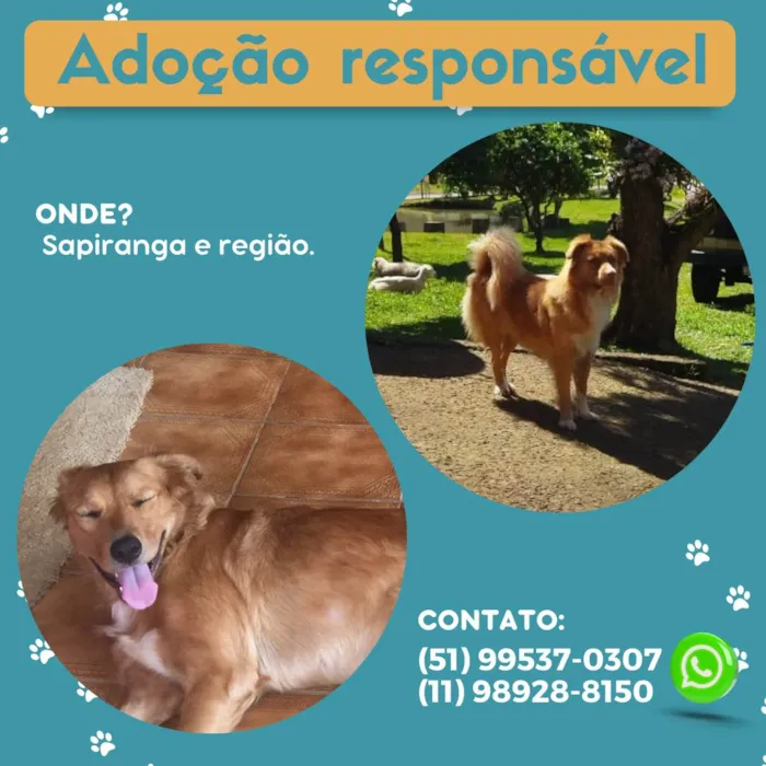 Cachorro raça Border Collie / Golden idade 2 anos nome Quiara e Allie