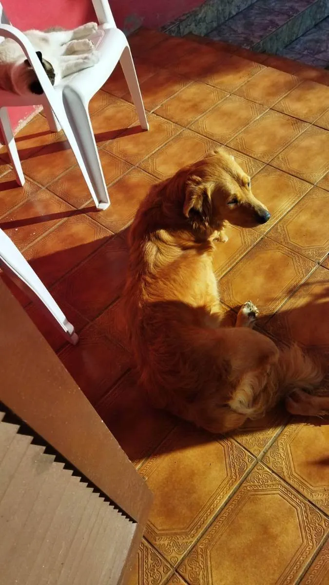 Cachorro raça Border Collie / Golden idade 2 anos nome Quiara e Allie