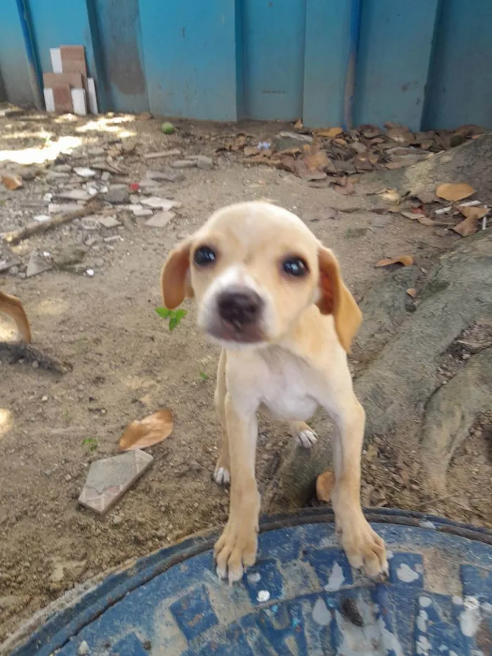 Cachorro ra a SRD idade 2 a 6 meses nome Baunilha