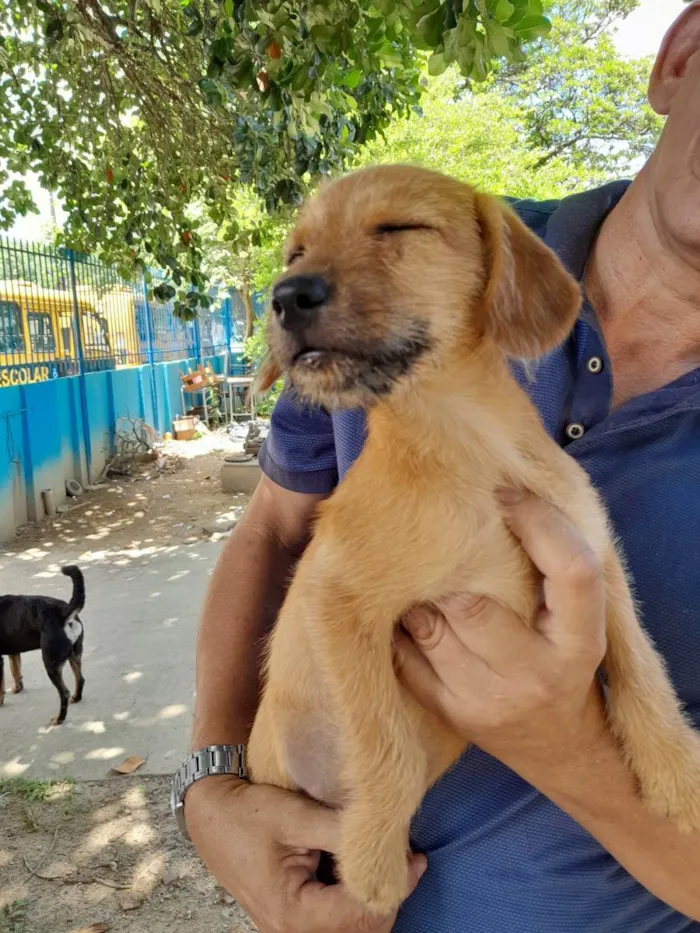 Cachorro ra a SRD idade 2 a 6 meses nome Bela
