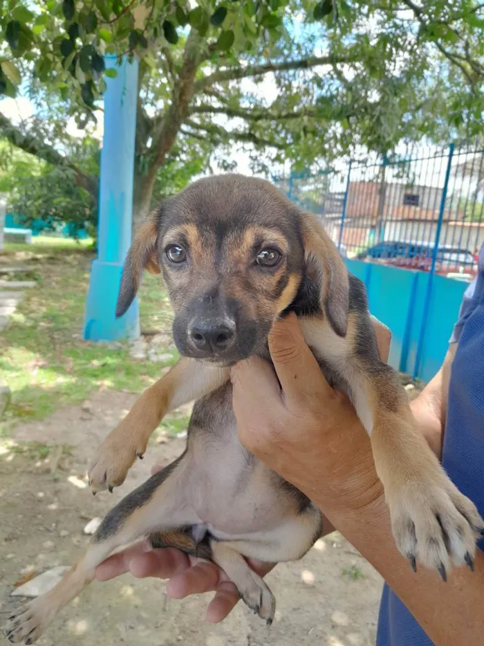 Cachorro ra a SRD idade 2 a 6 meses nome Nina