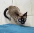 Gato raça Siamesa idade 3 anos nome Hermione