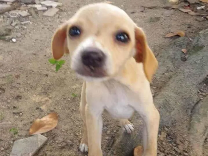 Cachorro ra a SRD idade 2 a 6 meses nome Baunilha