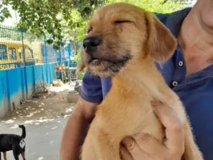 Cachorro raça SRD idade 2 a 6 meses nome Bela