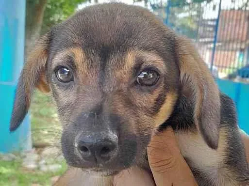 Cachorro ra a SRD idade 2 a 6 meses nome Nina
