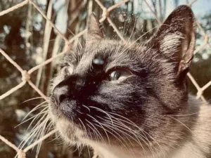Gato raça Siamesa idade 3 anos nome Hermione